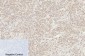 Cleaved-Caspase-8 (D384) Polyclonal Antibody